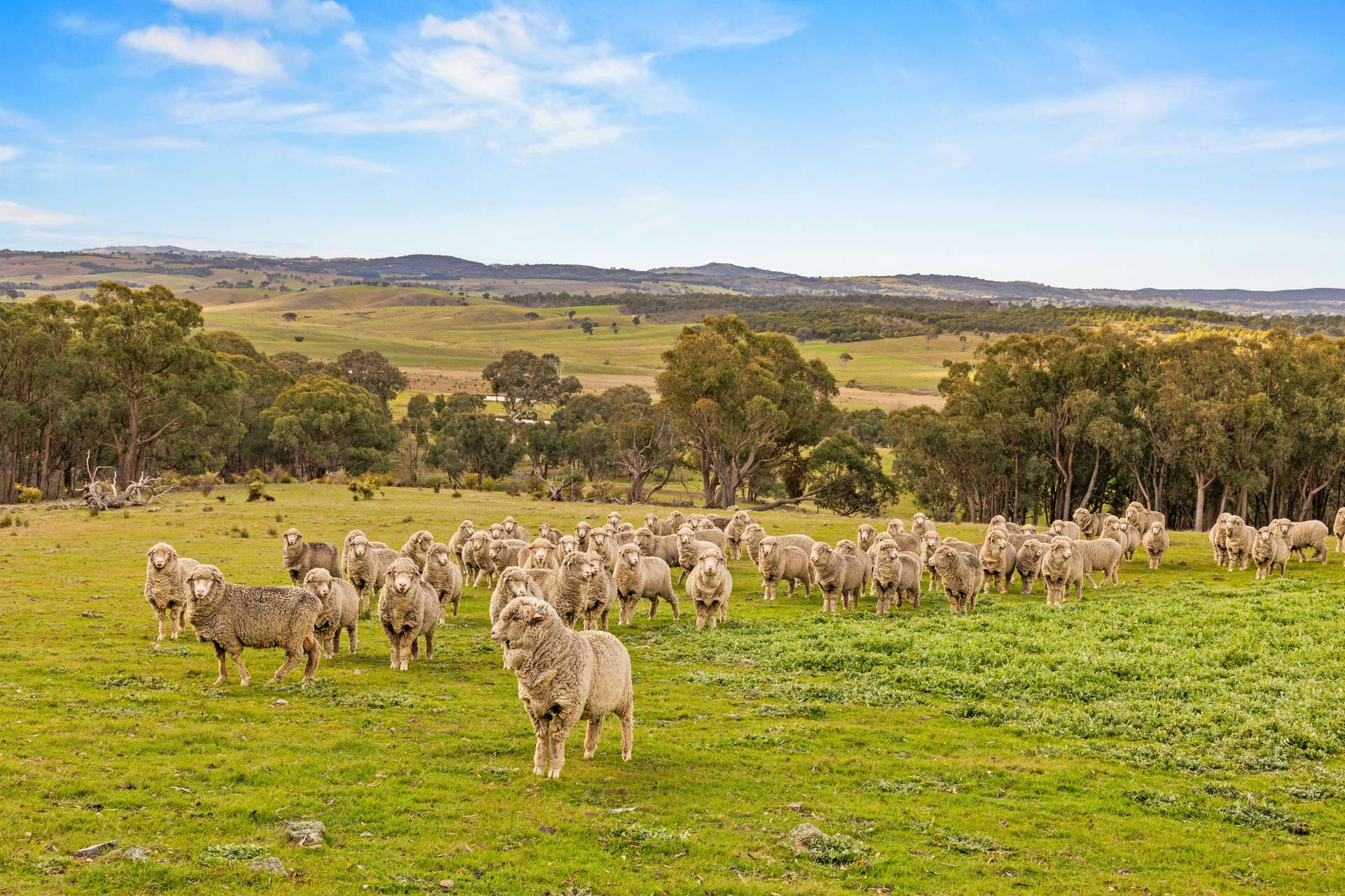140 Boutchers Drive, Murrumbateman For Sale by Farmbuy.com - image 2