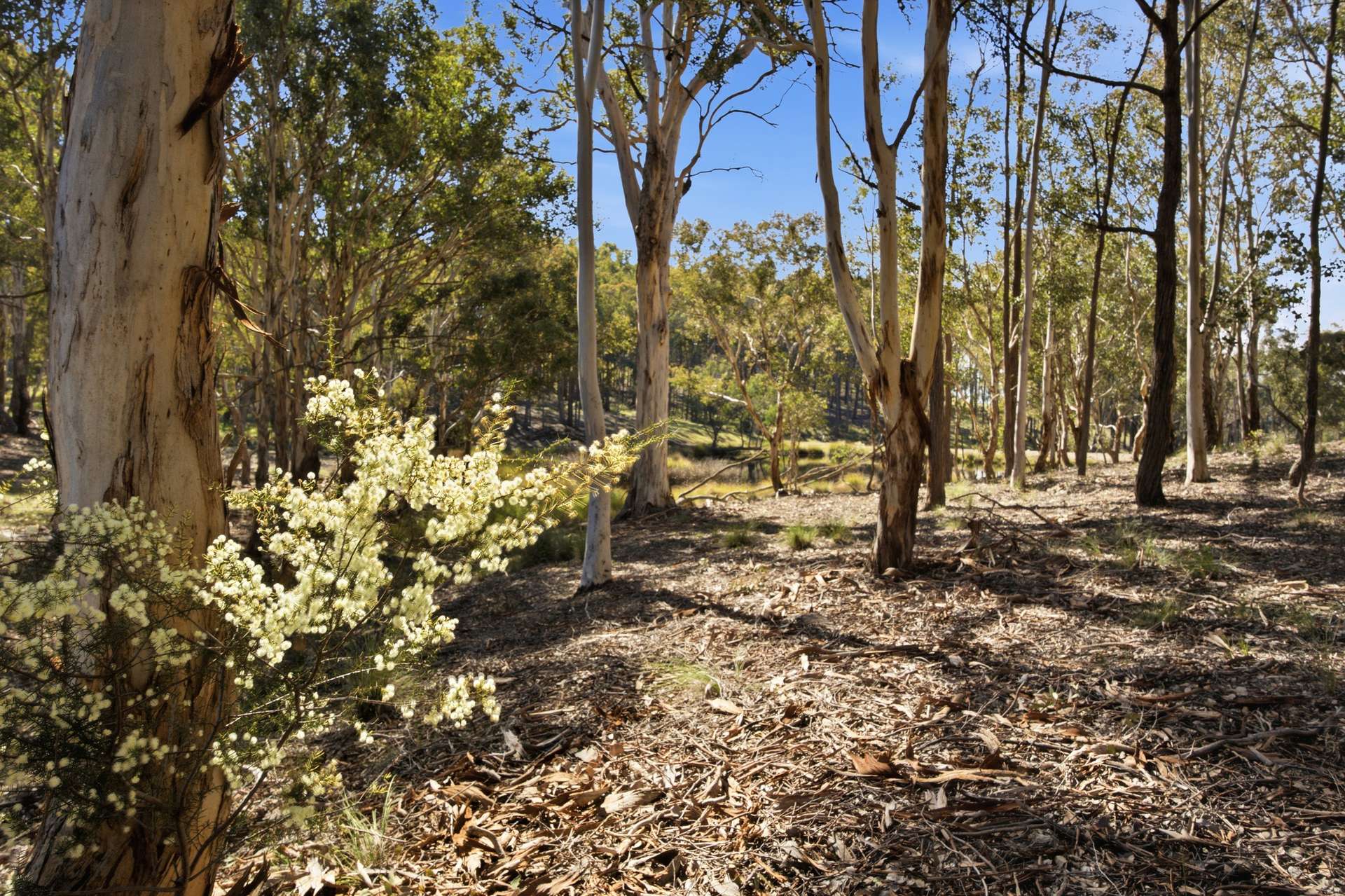 140 Boutchers Drive, Murrumbateman For Sale by Farmbuy.com - image 18