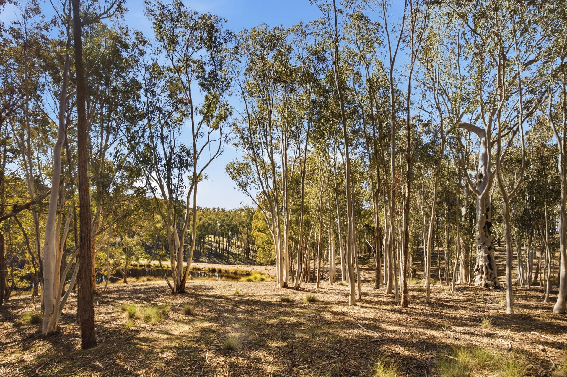 140 Boutchers Drive, Murrumbateman For Sale by Farmbuy.com - image 17