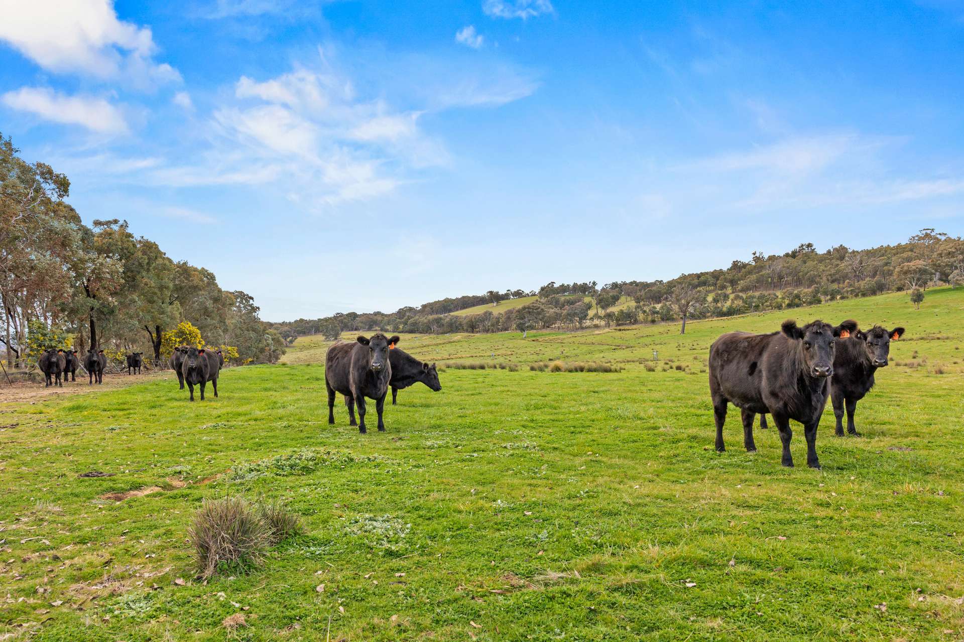 140 Boutchers Drive, Murrumbateman For Sale by Farmbuy.com - image 4