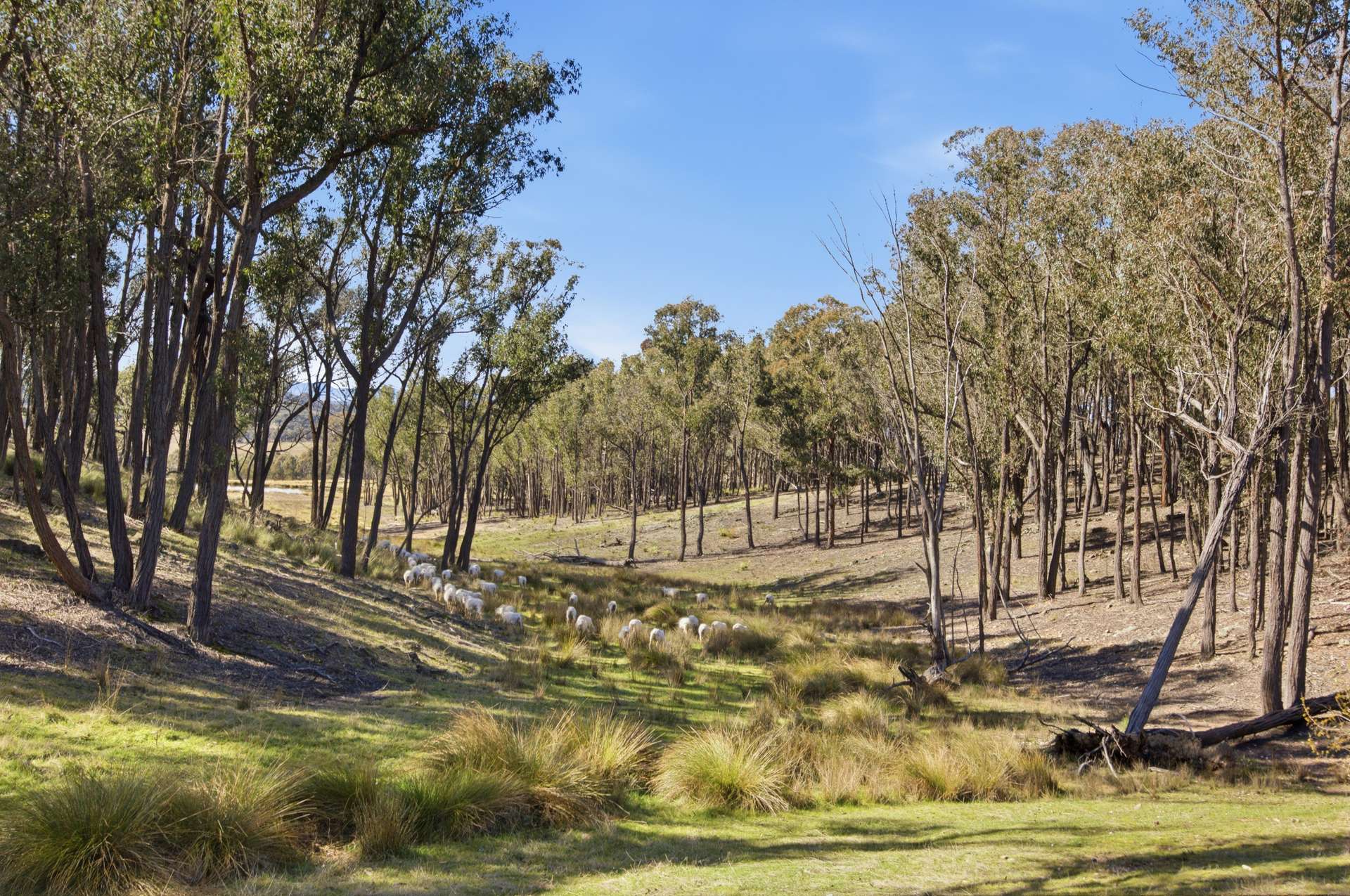 140 Boutchers Drive, Murrumbateman For Sale by Farmbuy.com - image 23