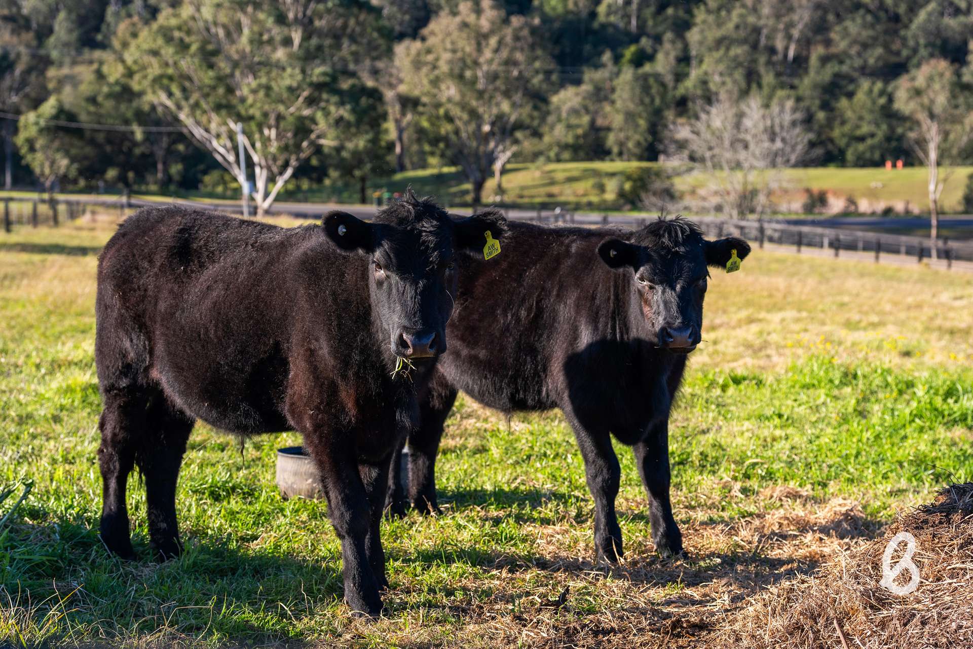 1629 Maitland Vale Road, Lambs Valley For Sale by Farmbuy.com - image 31