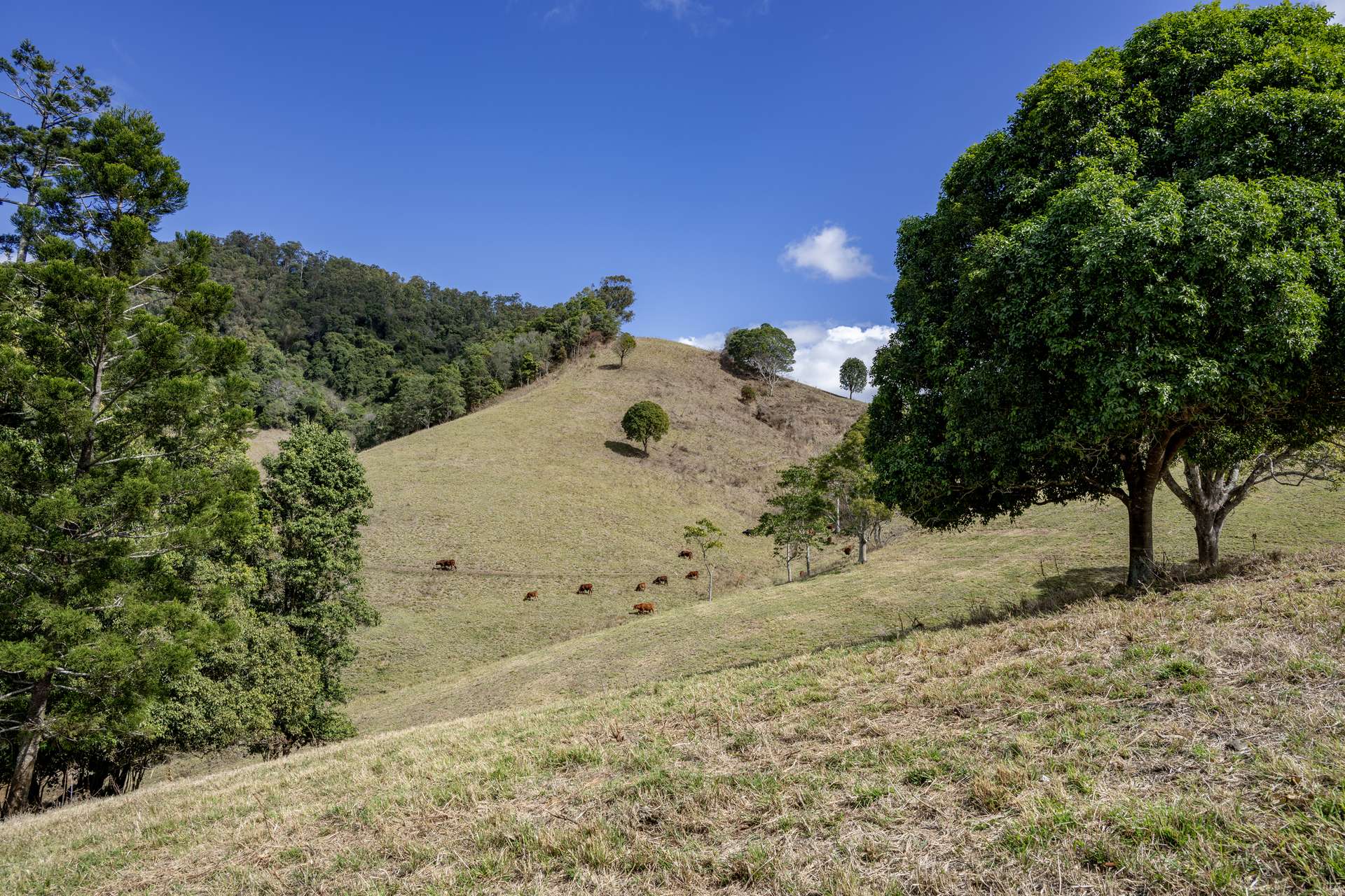 119 Perrys Road, Kidaman Creek Tender by Farmbuy.com - image 4