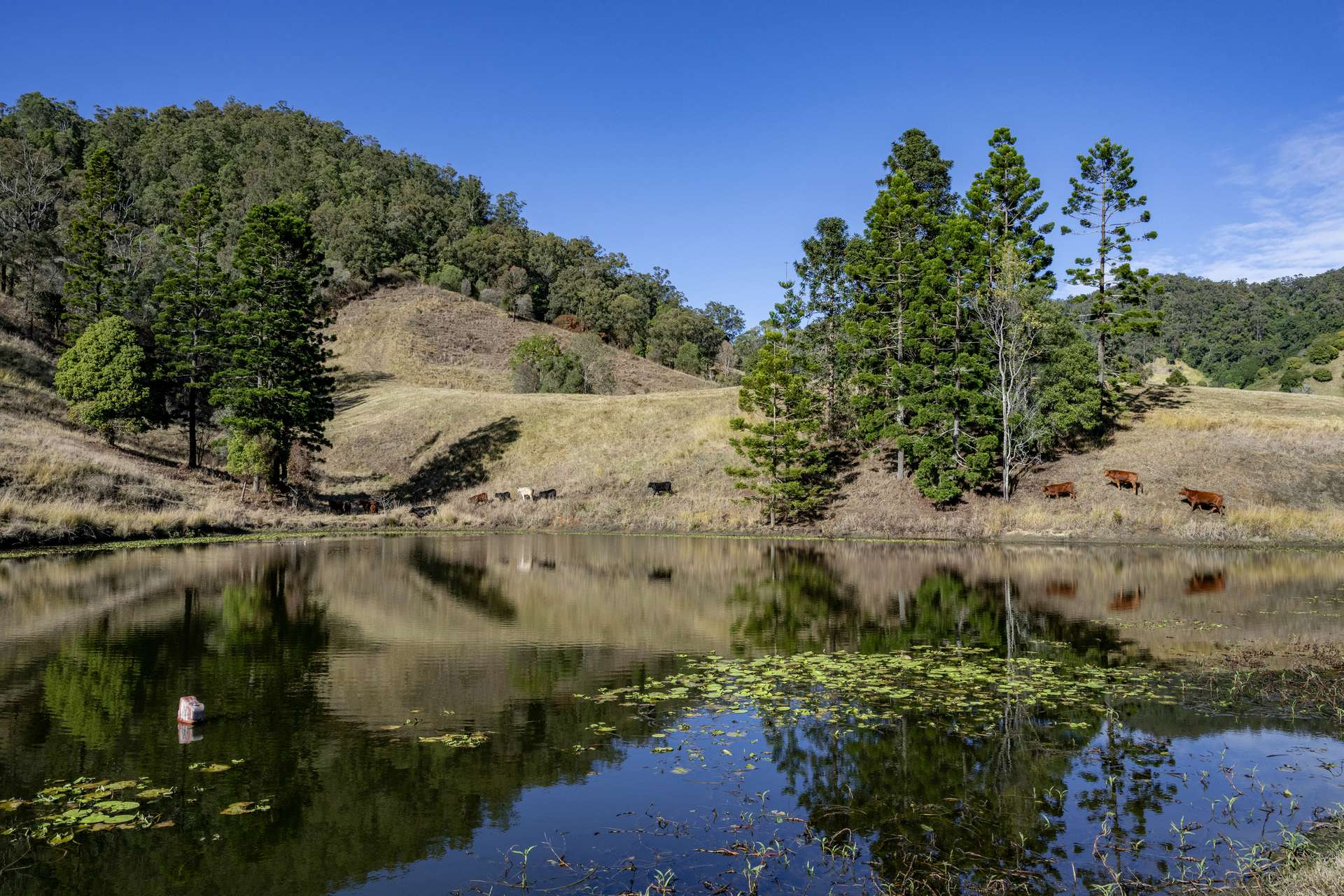 119 Perrys Road, Kidaman Creek Tender by Farmbuy.com - image 16