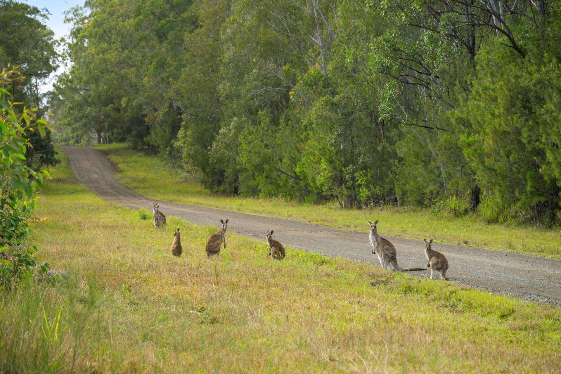 Lot 8,  Maria River Road, Crescent Head For Sale by Farmbuy.com - image 6