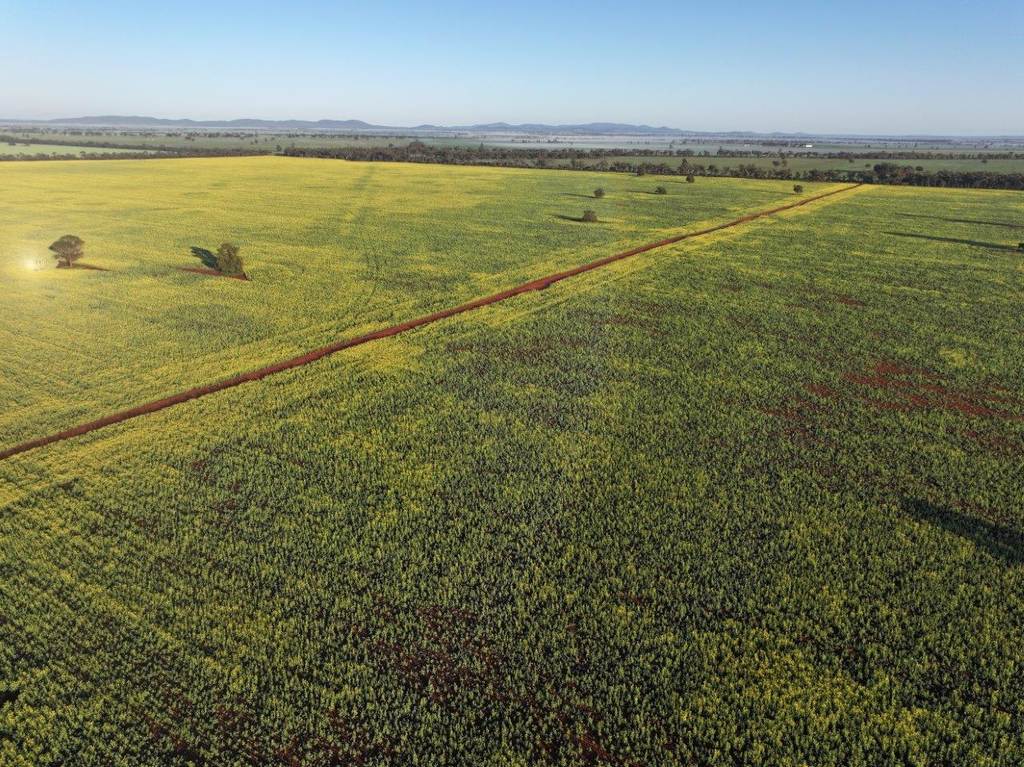 'Roseneath' 461 Begargo Rd, Lake Cargelligo NSW 2672