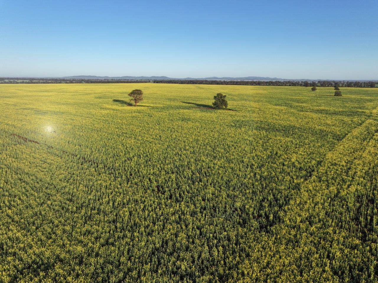 'Roseneath' 461 Begargo Rd, Lake Cargelligo For Sale by Farmbuy.com - image 15