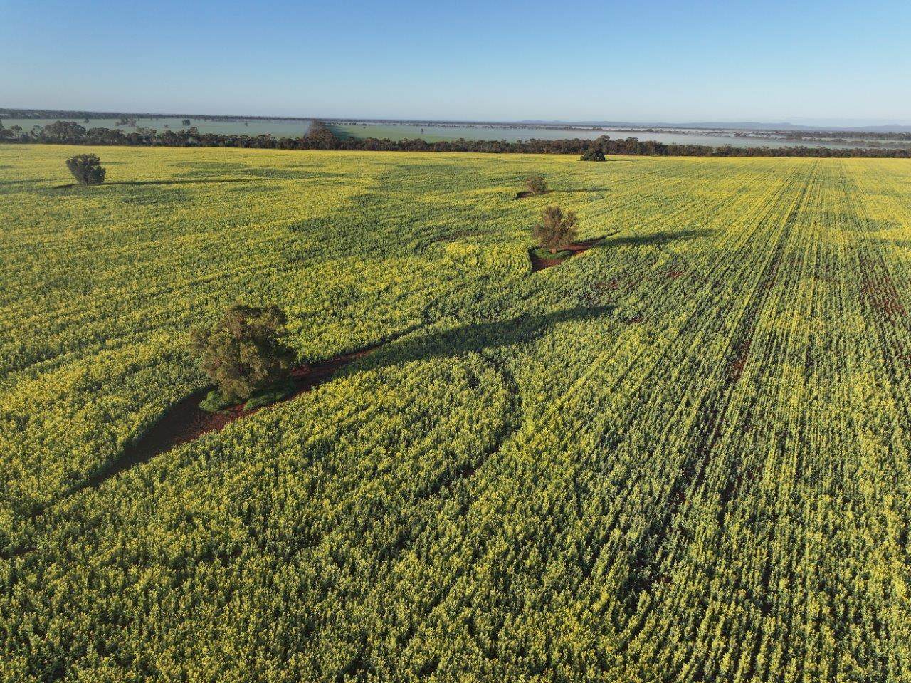 'Roseneath' 461 Begargo Rd, Lake Cargelligo For Sale by Farmbuy.com - image 3