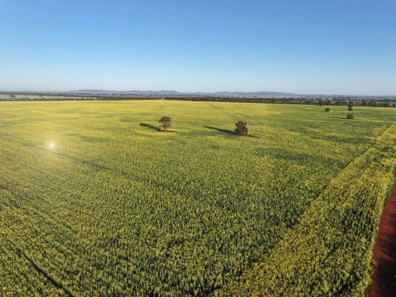 'Roseneath' 461 Begargo Rd, Lake Cargelligo For Sale by Farmbuy.com - image 18