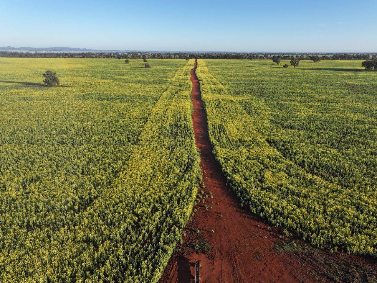 'Roseneath' 461 Begargo Rd, Lake Cargelligo For Sale by Farmbuy.com - image 2