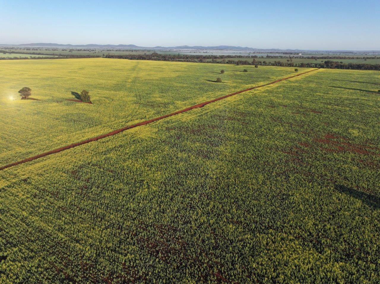 'Roseneath' 461 Begargo Rd, Lake Cargelligo For Sale by Farmbuy.com - image 1
