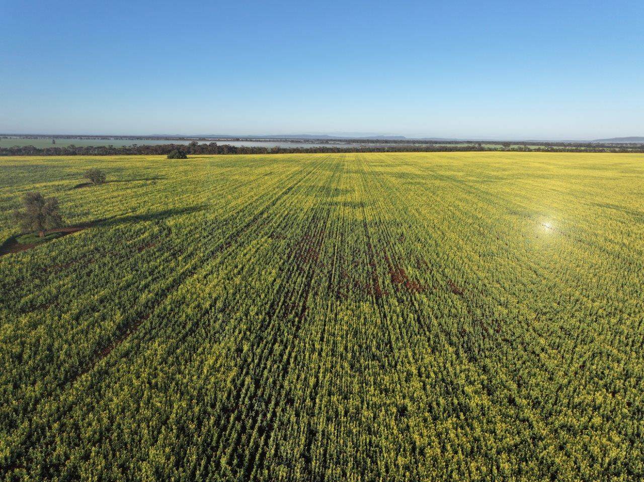 'Roseneath' 461 Begargo Rd, Lake Cargelligo For Sale by Farmbuy.com - image 14