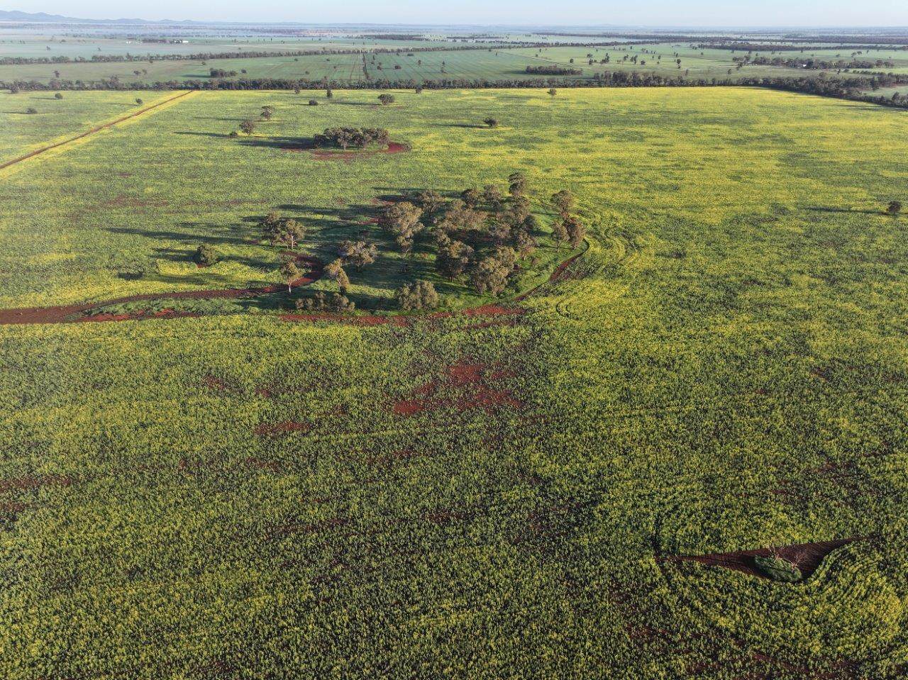 'Roseneath' 461 Begargo Rd, Lake Cargelligo For Sale by Farmbuy.com - image 7