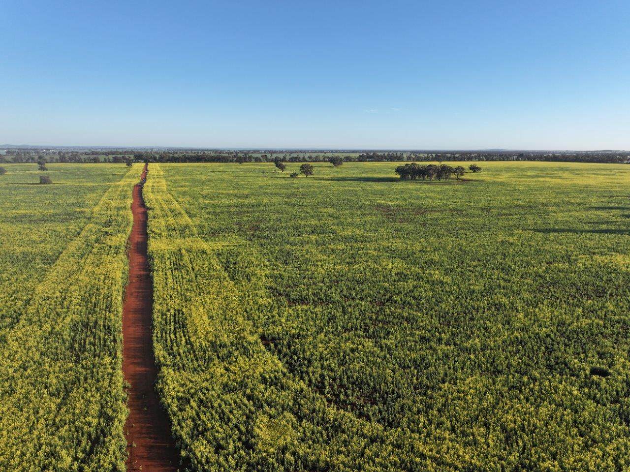 'Roseneath' 461 Begargo Rd, Lake Cargelligo For Sale by Farmbuy.com - image 19