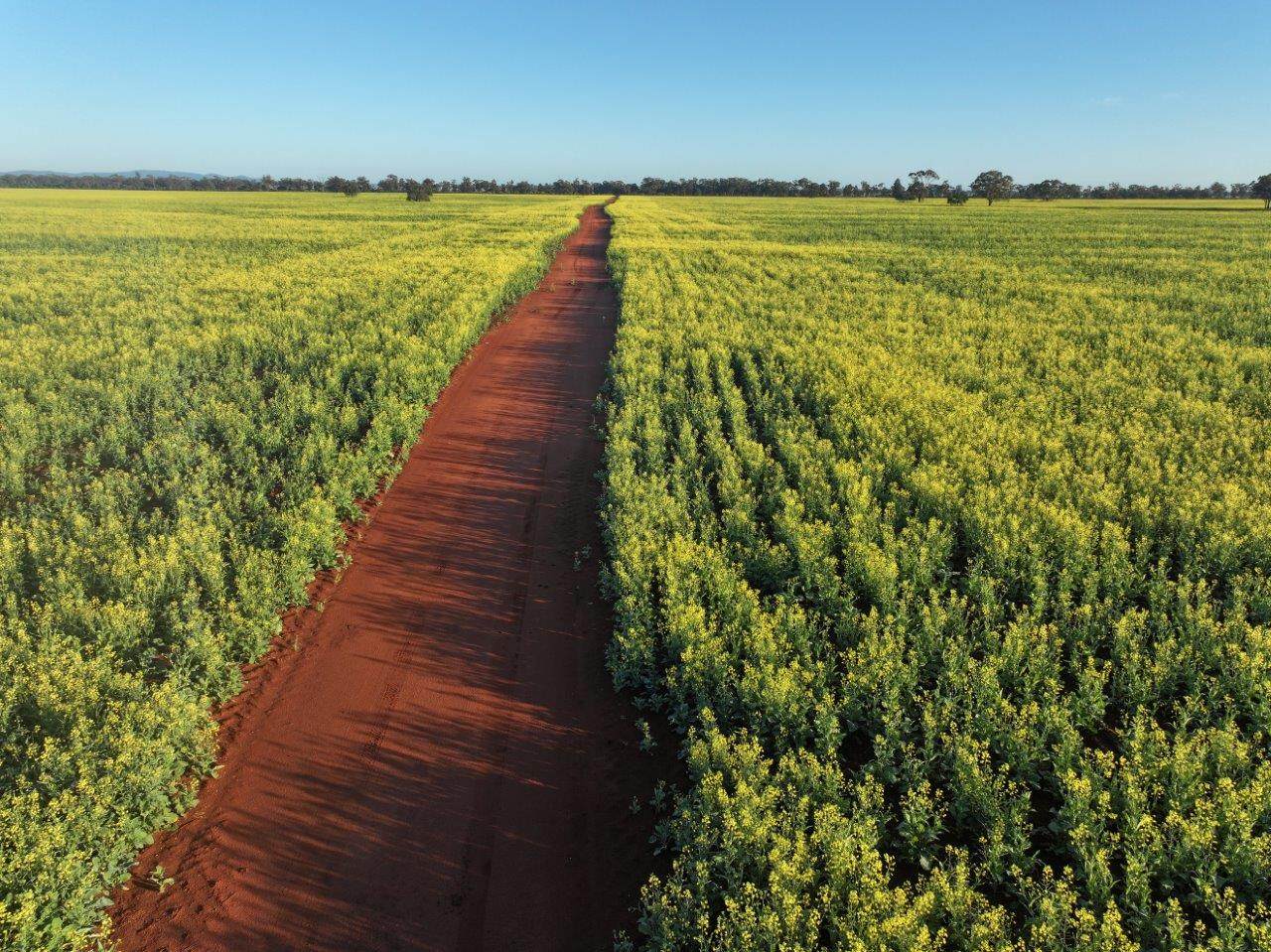 'Roseneath' 461 Begargo Rd, Lake Cargelligo For Sale by Farmbuy.com - image 16