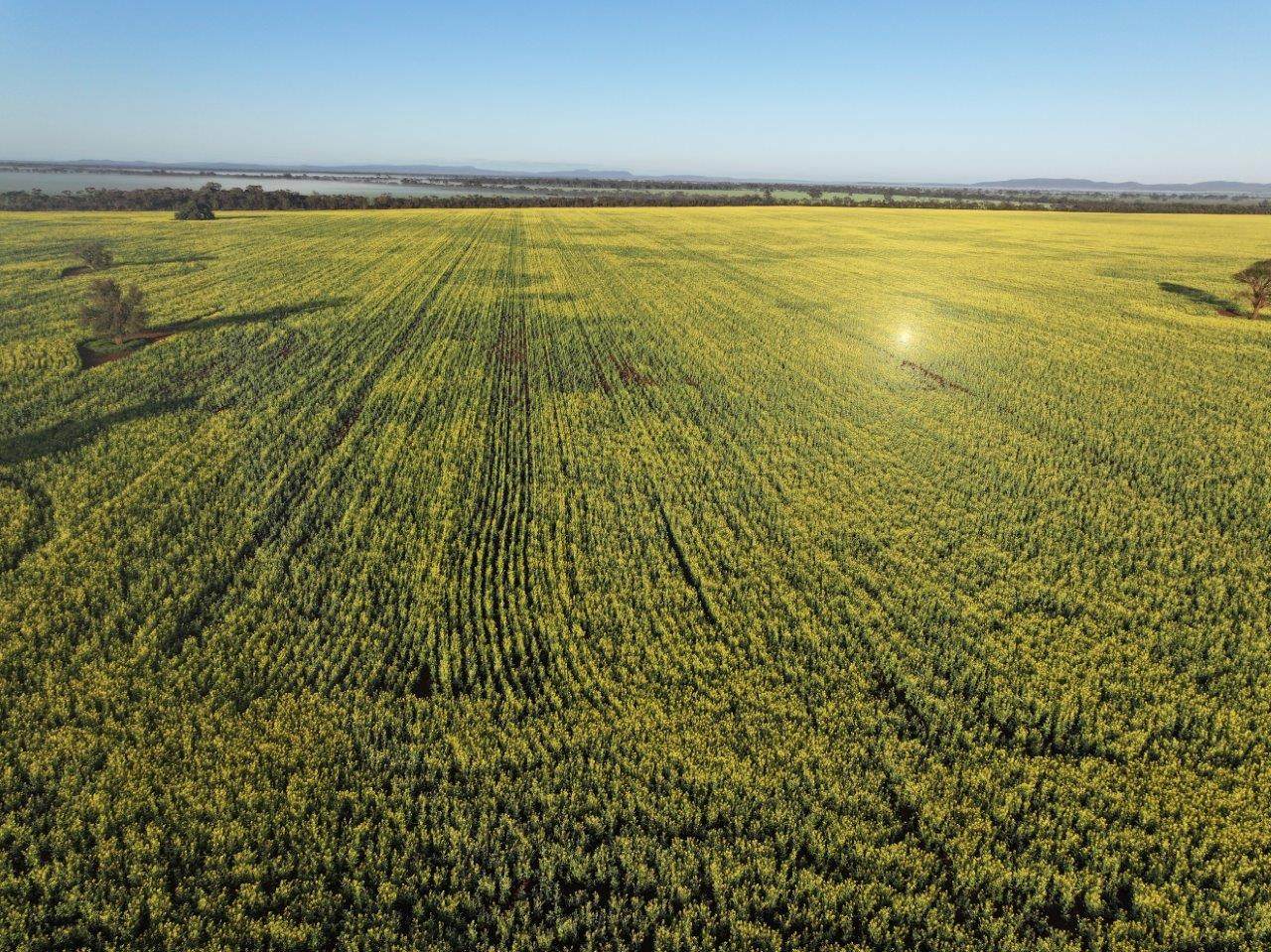 'Roseneath' 461 Begargo Rd, Lake Cargelligo For Sale by Farmbuy.com - image 20