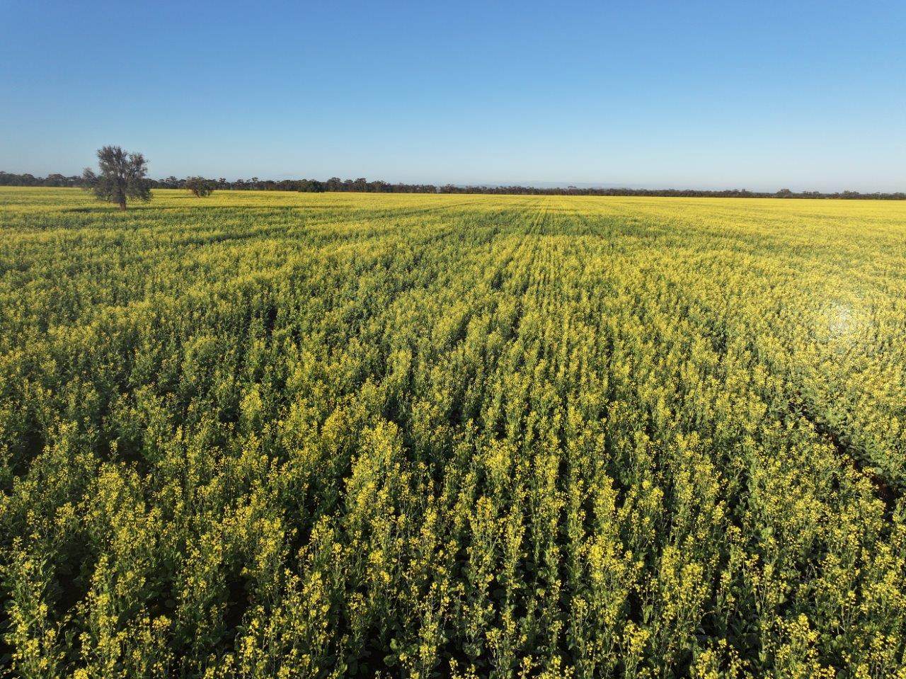 'Roseneath' 461 Begargo Rd, Lake Cargelligo For Sale by Farmbuy.com - image 13