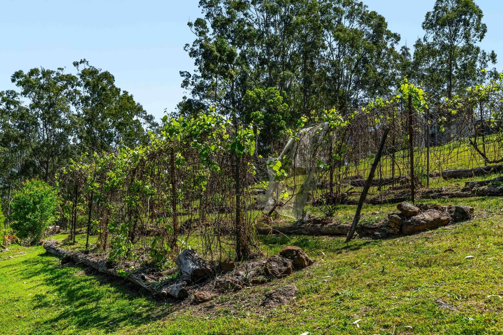 220 Lees Lane, Hogarth Range Auction by Farmbuy.com - image 33