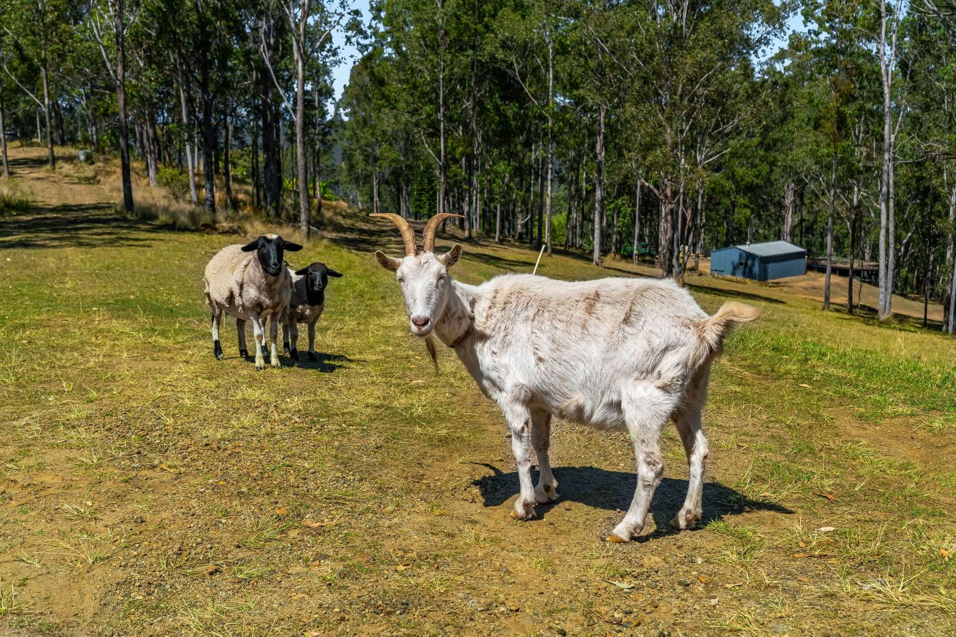 220 Lees Lane, Hogarth Range Auction by Farmbuy.com - image 30