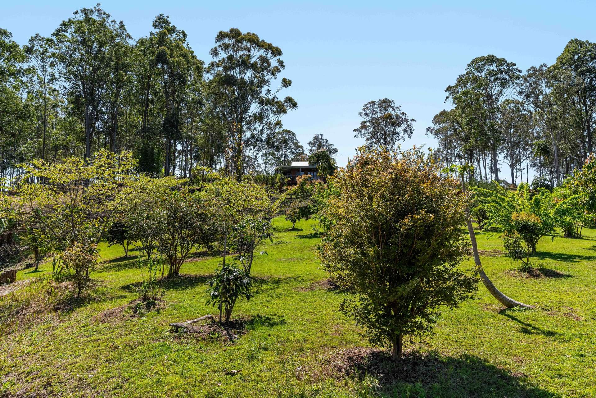 220 Lees Lane, Hogarth Range Auction by Farmbuy.com - image 31