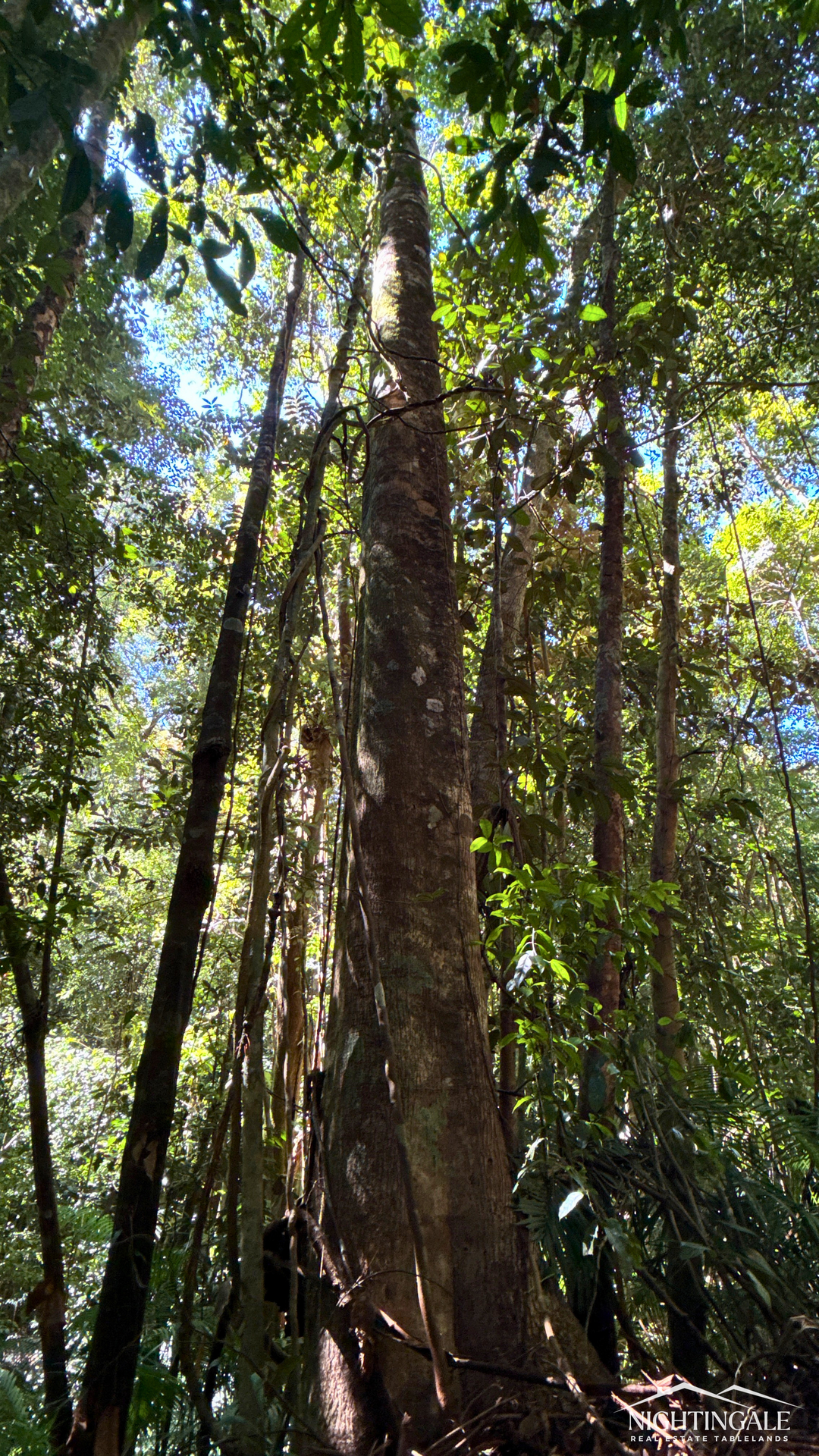 499 Old Cairns Track, Butchers Creek For Sale by Farmbuy.com - image 9