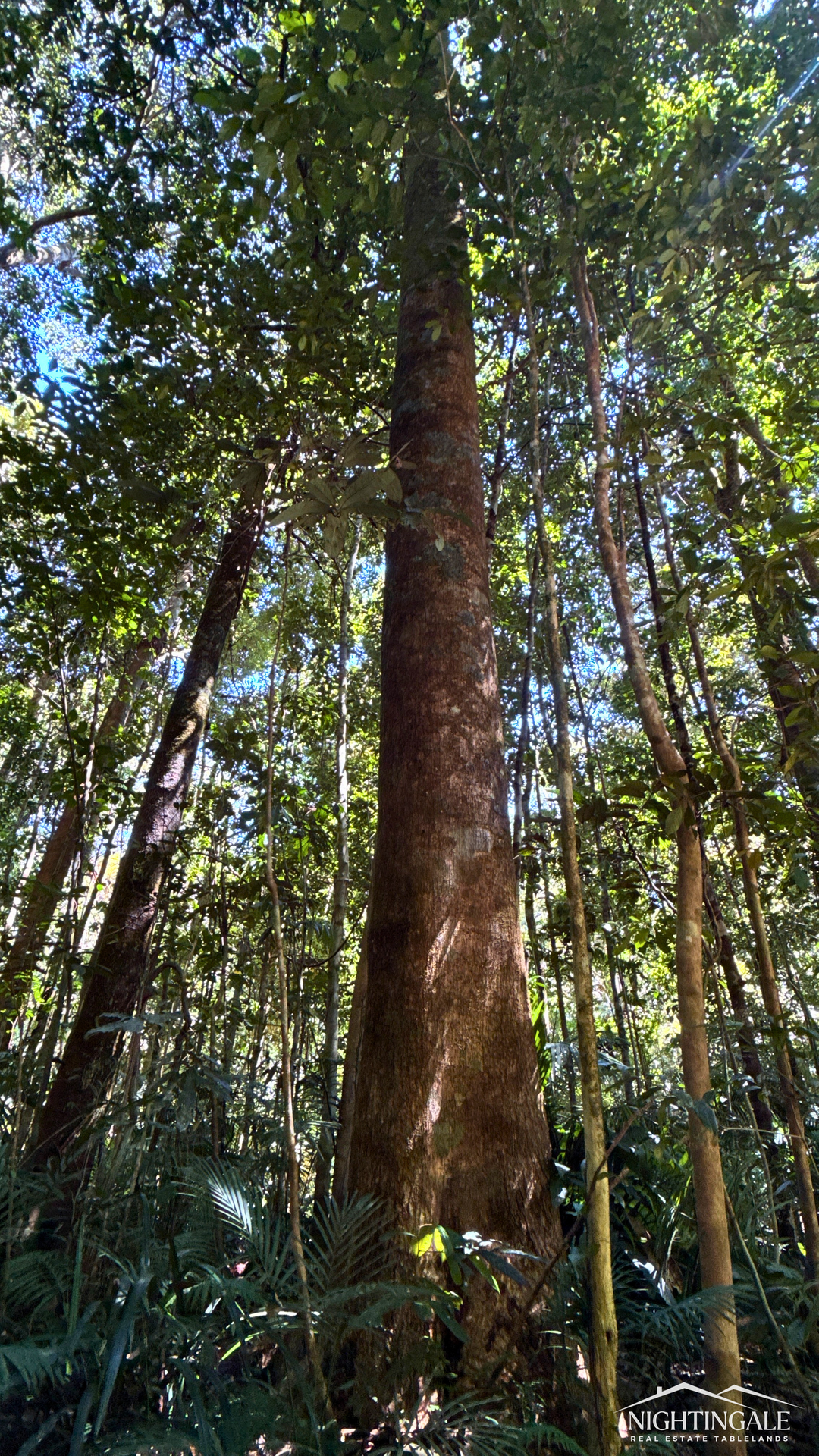 499 Old Cairns Track, Butchers Creek For Sale by Farmbuy.com - image 10