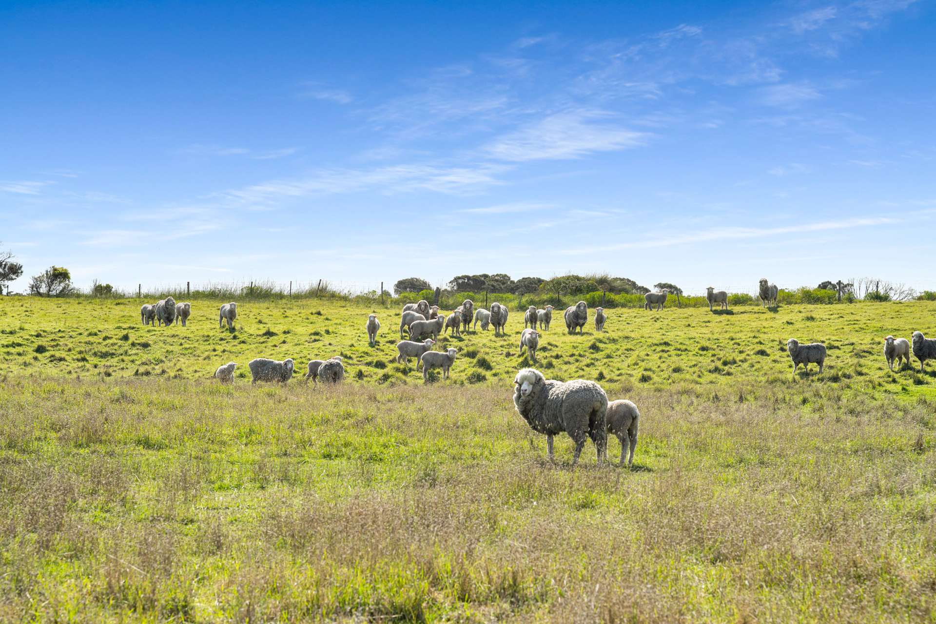 4711 Southern Ports Highway, Robe For Sale by Farmbuy.com - image 19