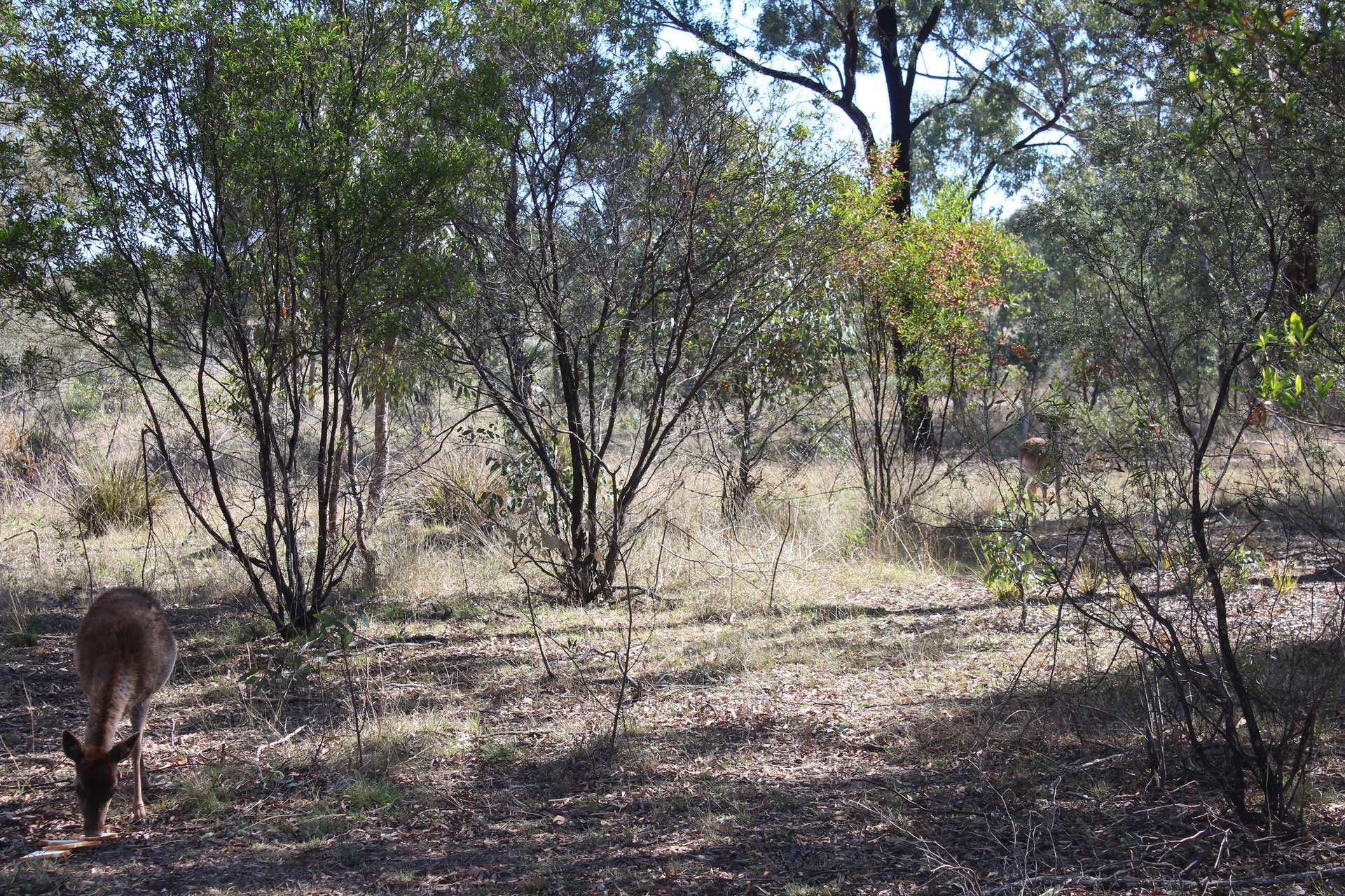 Lot 231 Jibbinbar Road, Springdale For Sale by Farmbuy.com - image 2