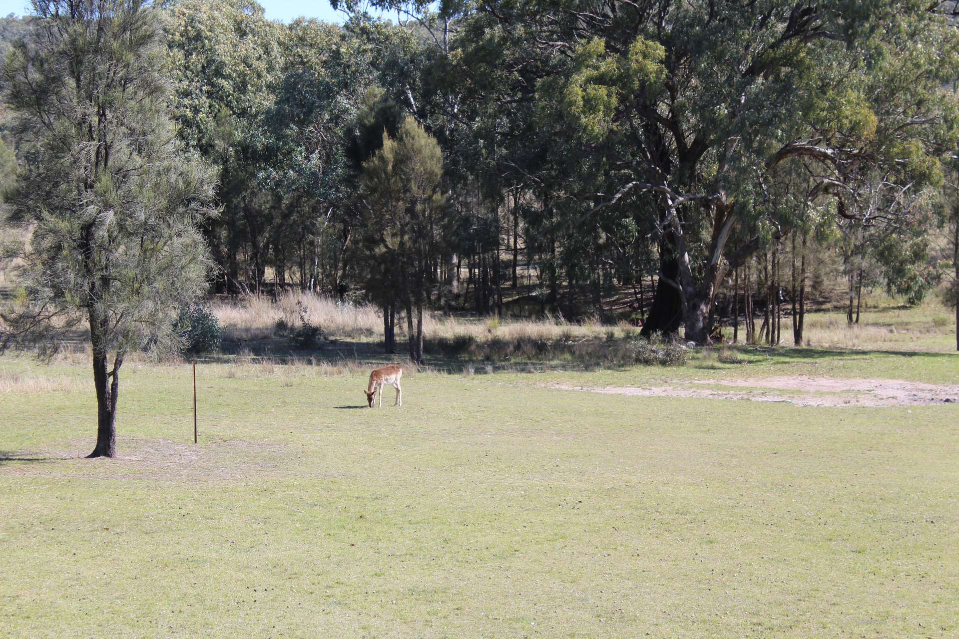 Lot 231 Jibbinbar Road, Springdale For Sale by Farmbuy.com - image 11