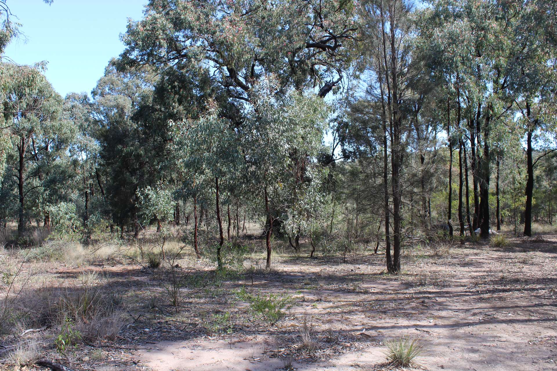 Lot 231 Jibbinbar Road, Springdale For Sale by Farmbuy.com - image 17