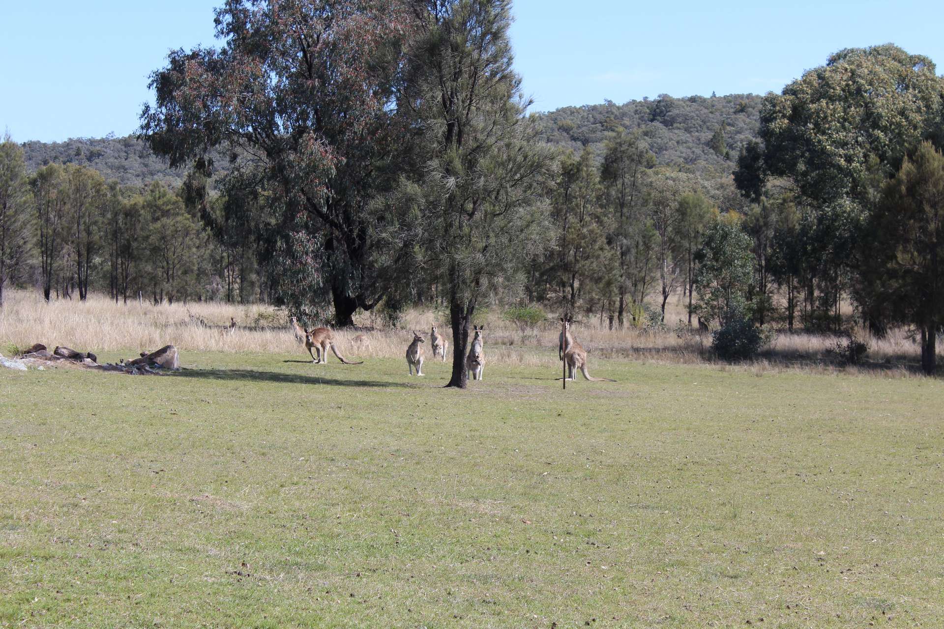 Lot 231 Jibbinbar Road, Springdale For Sale by Farmbuy.com - image 14