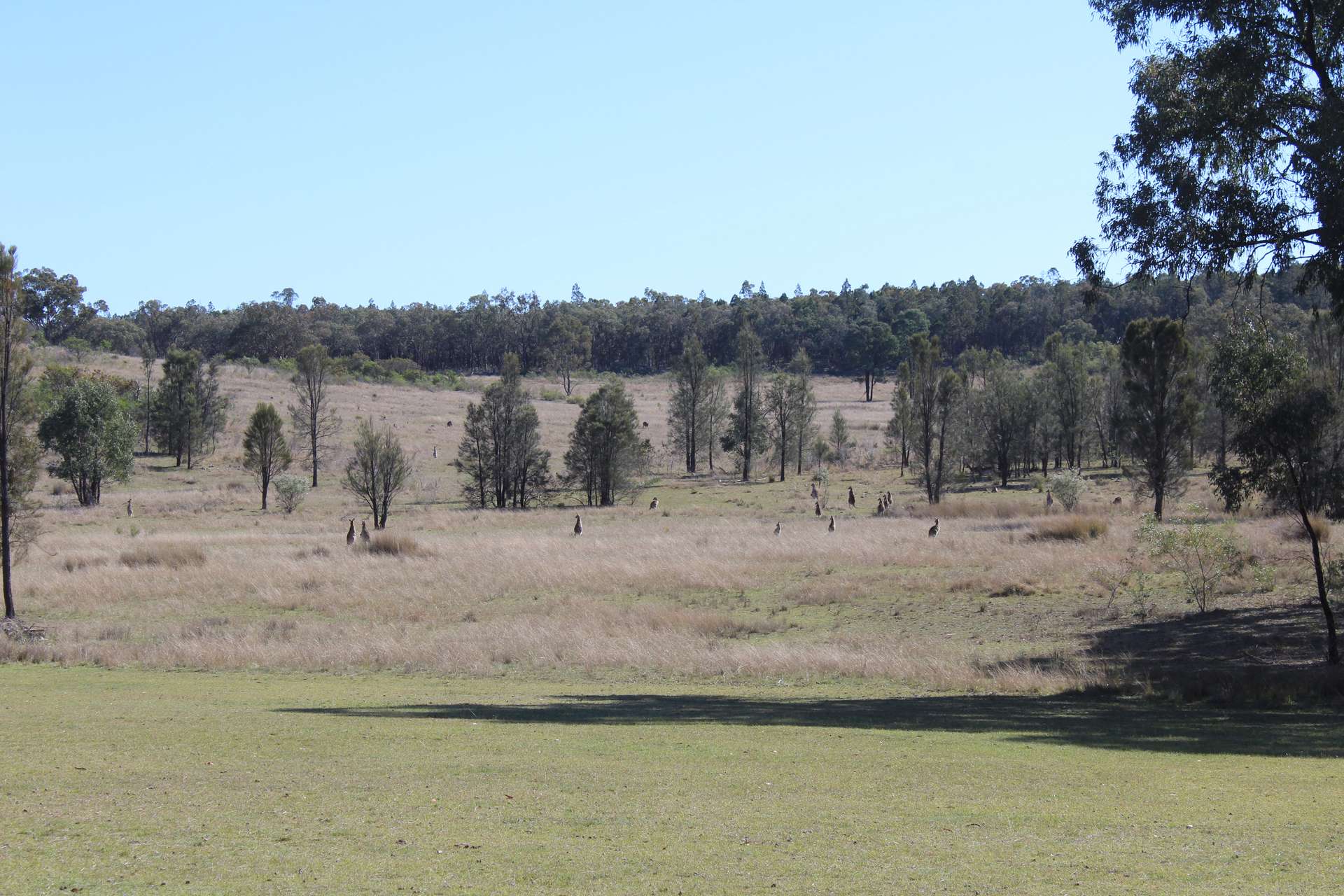 Lot 231 Jibbinbar Road, Springdale For Sale by Farmbuy.com - image 12