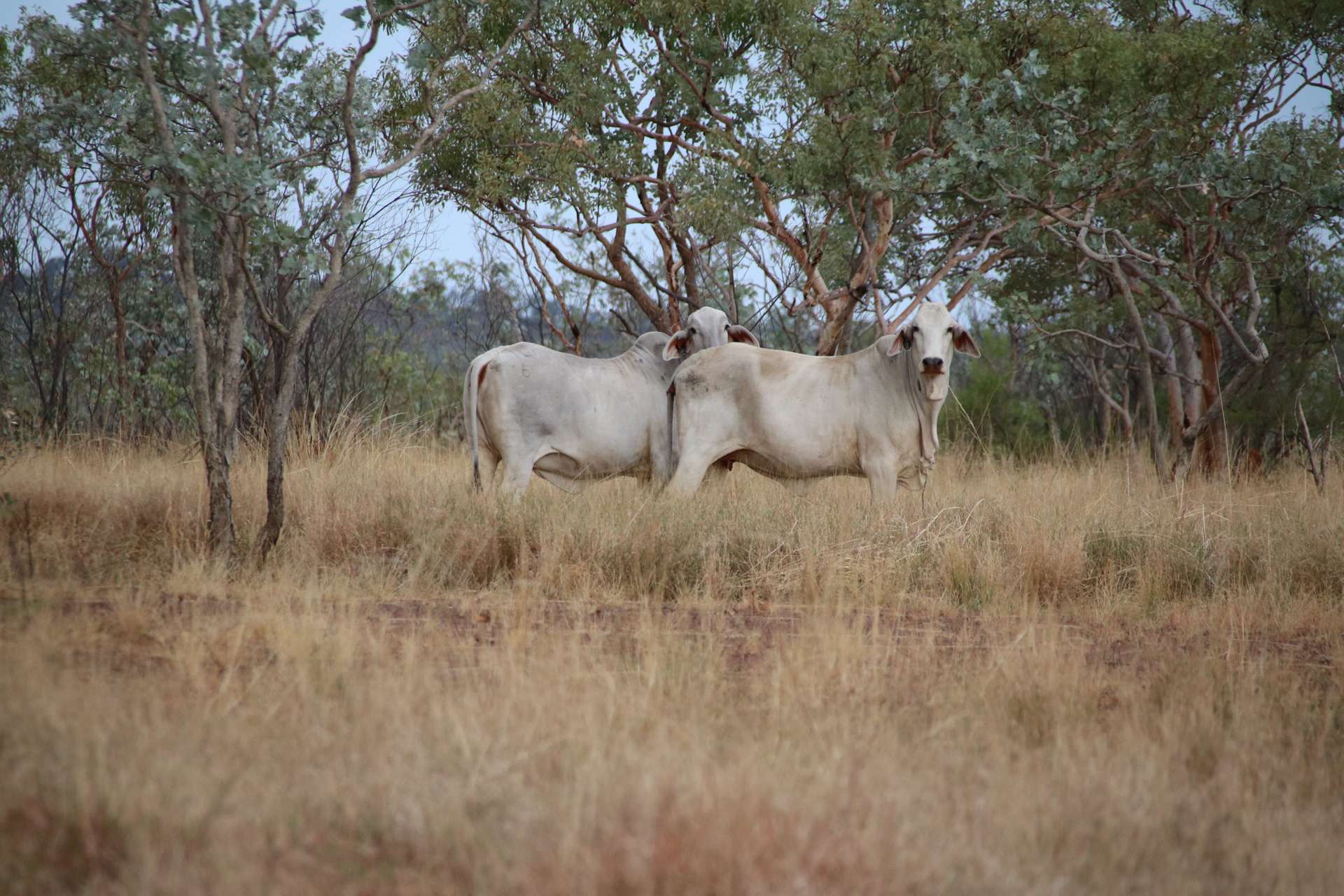 8540 Buntine Highway, Buchanan For Sale by Farmbuy.com - image 7