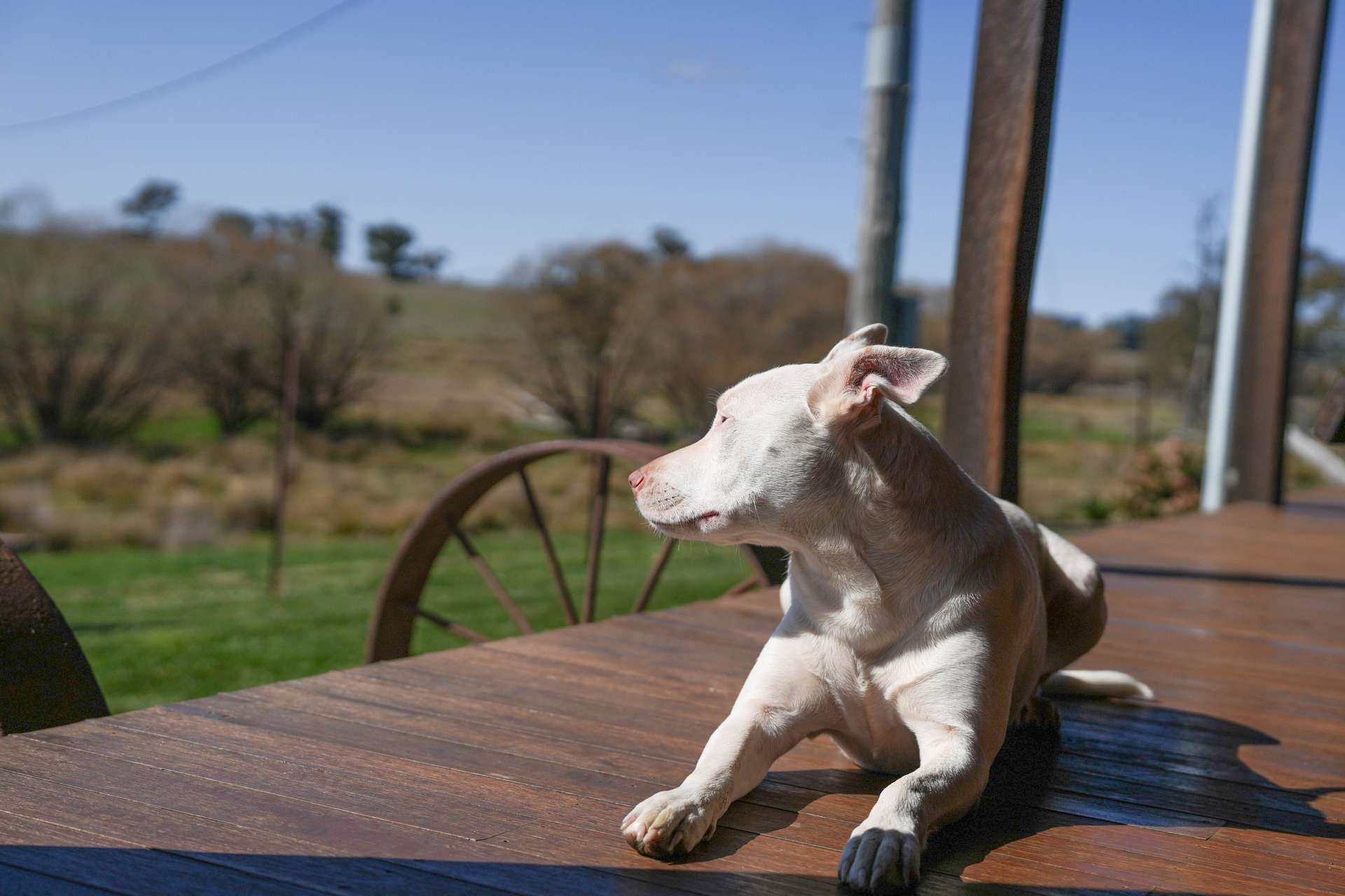 1377 Mandurama Road, Neville Auction by Farmbuy.com - image 27