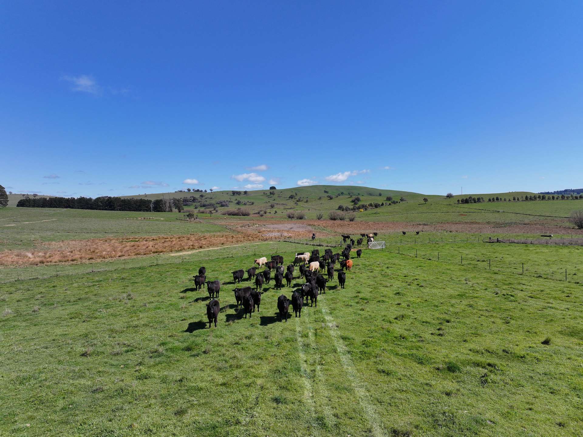1377 Mandurama Road, Neville Auction by Farmbuy.com - image 21