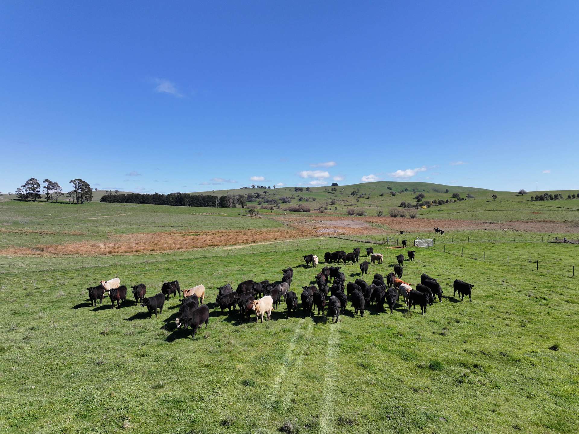 1377 Mandurama Road, Neville Auction by Farmbuy.com - image 2