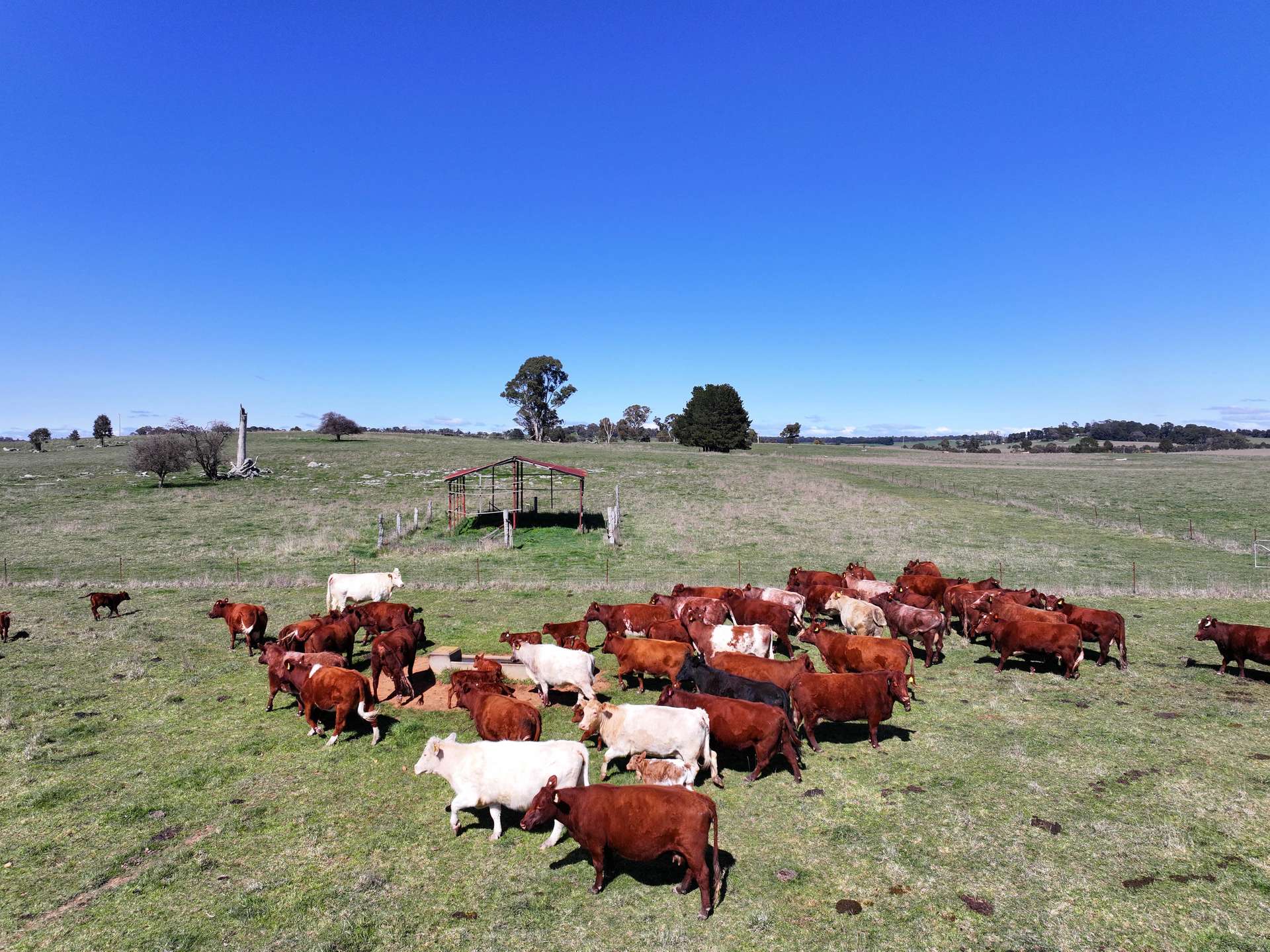 1377 Mandurama Road, Neville Auction by Farmbuy.com - image 19