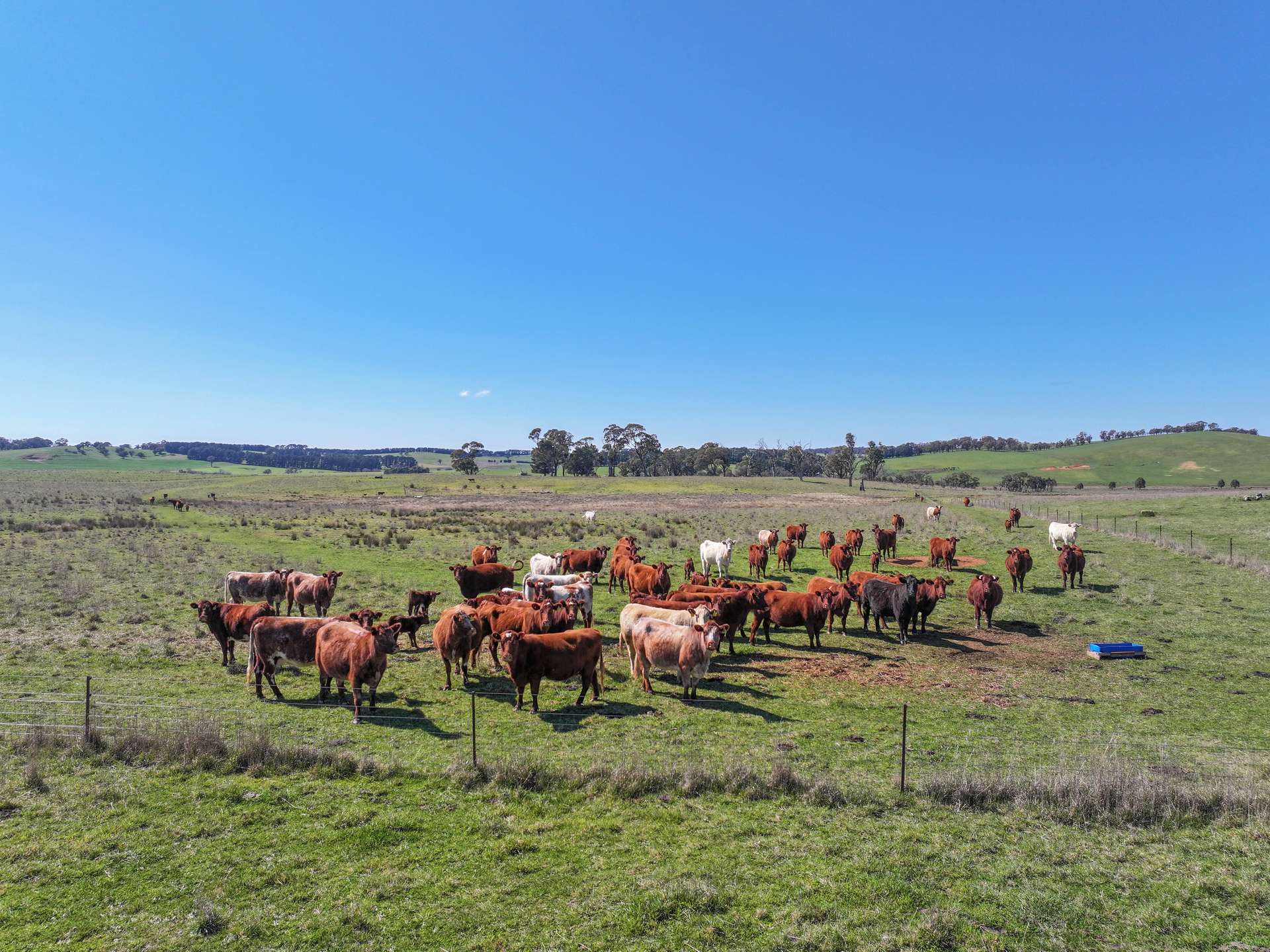 1377 Mandurama Road, Neville Auction by Farmbuy.com - image 20