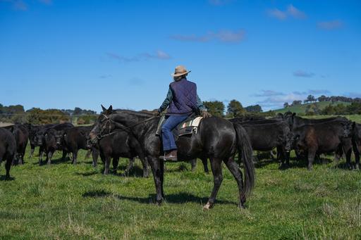 Farm Auction - NSW - Neville - 2799 - 'Chandlers Rest', History, Productivity, Water & Peace 