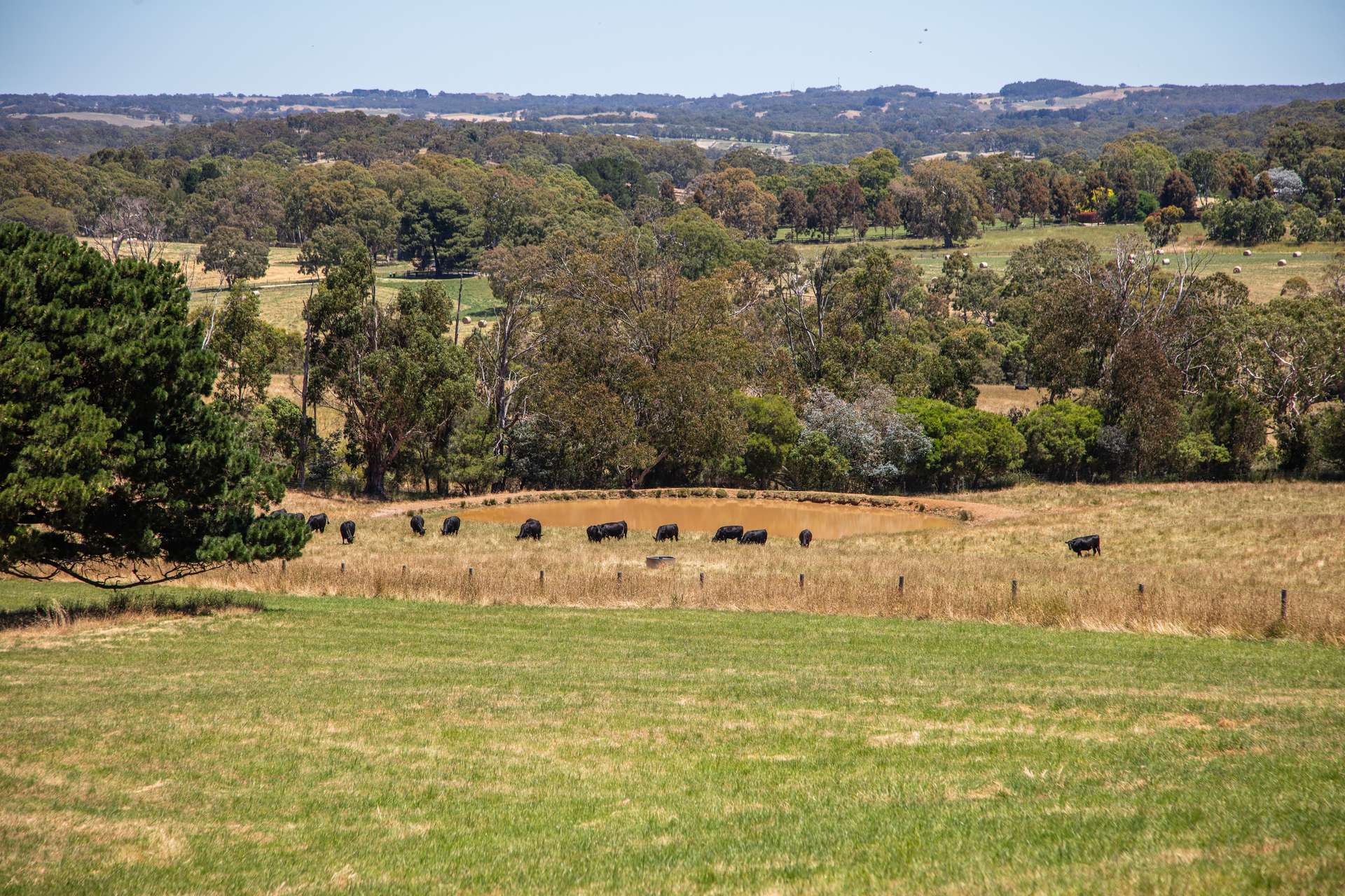 315 Bugle Range Road, Macclesfield For Sale by Farmbuy.com - image 28