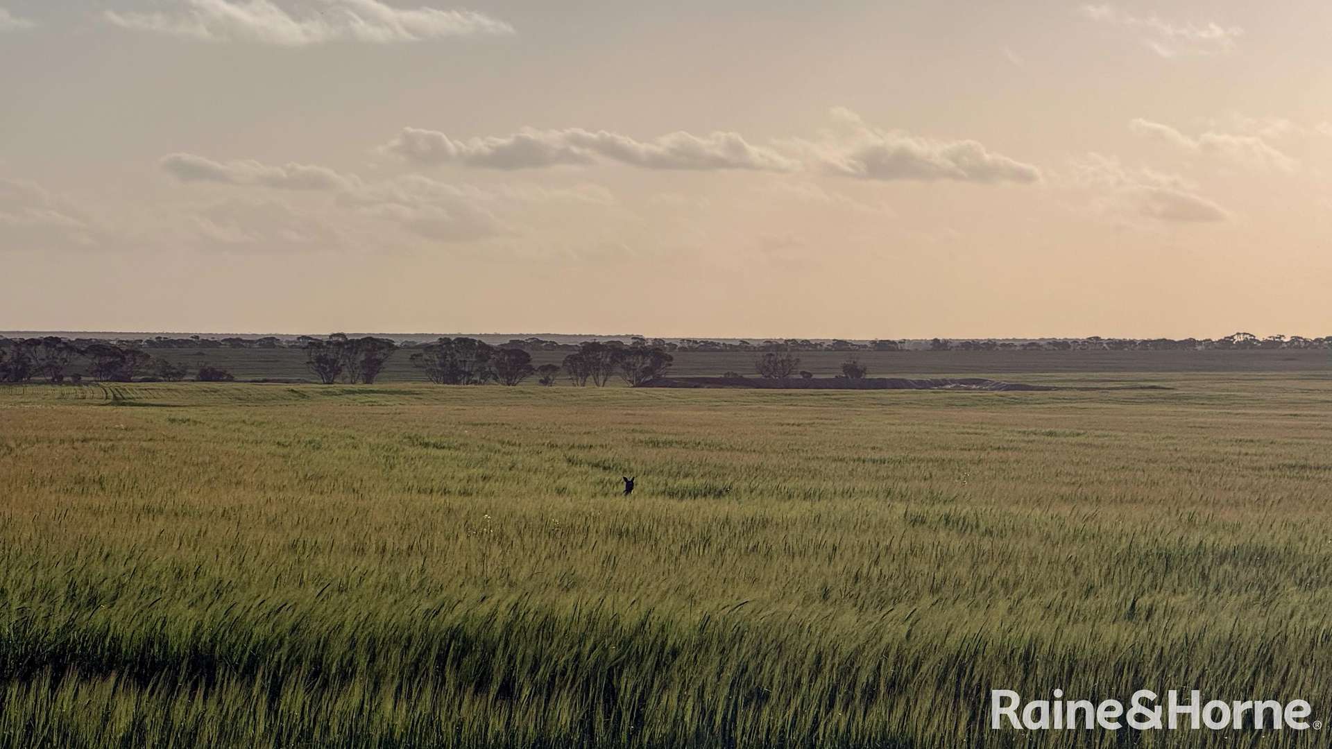 1417 Poverty Lane, Salmon Gums For Sale by Farmbuy.com - image 35