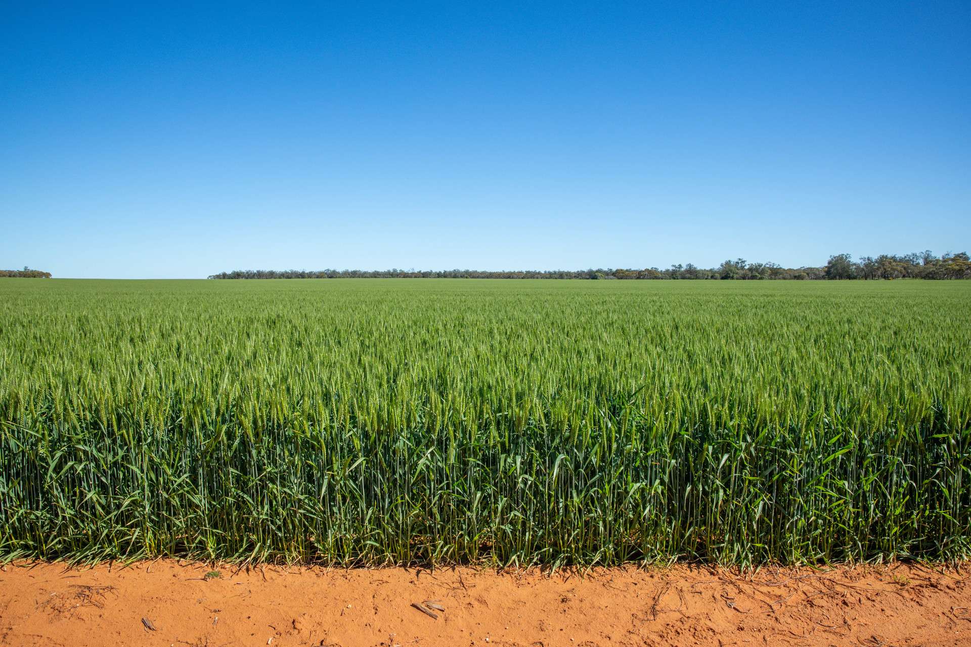2483 Petro Mail Road, Arumpo For Sale by Farmbuy.com - image 3