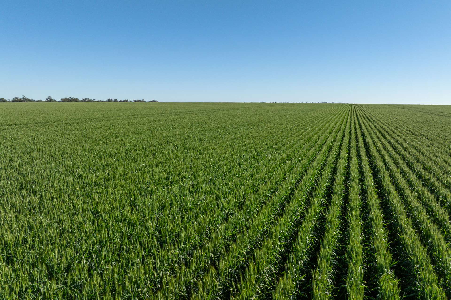 2483 Petro Mail Road, Arumpo For Sale by Farmbuy.com - image 16