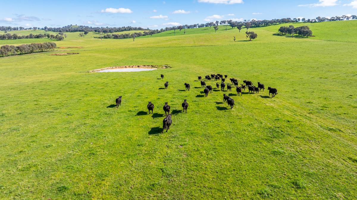 295 Hovell Road, Bungowannah For Sale by Farmbuy.com - image 25
