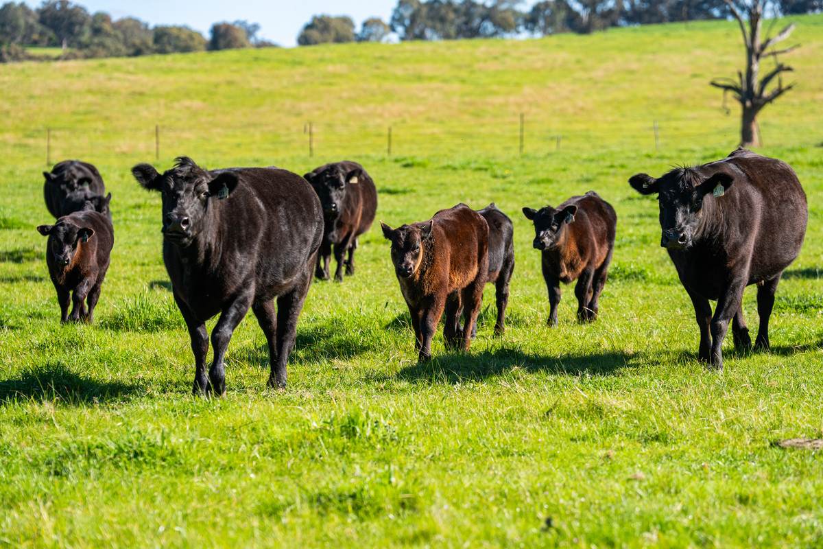 295 Hovell Road, Bungowannah For Sale by Farmbuy.com - image 13