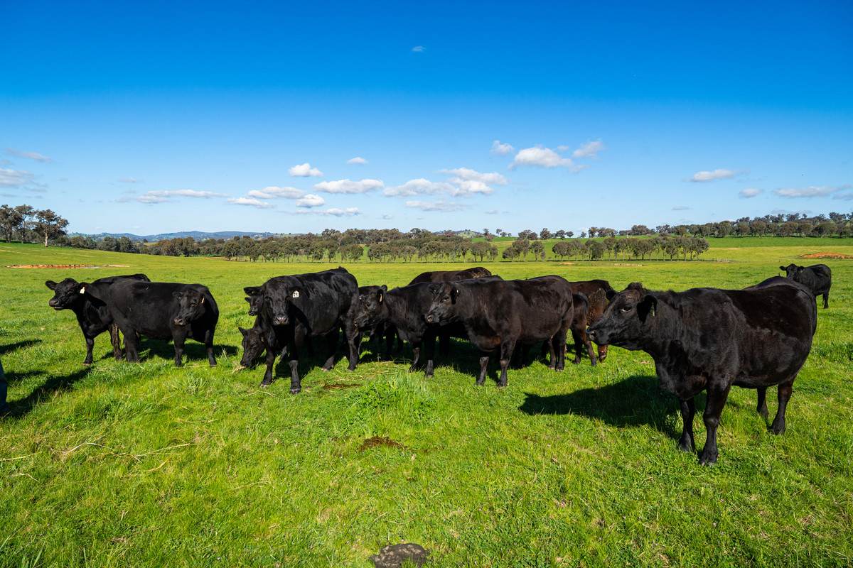 295 Hovell Road, Bungowannah For Sale by Farmbuy.com - image 12