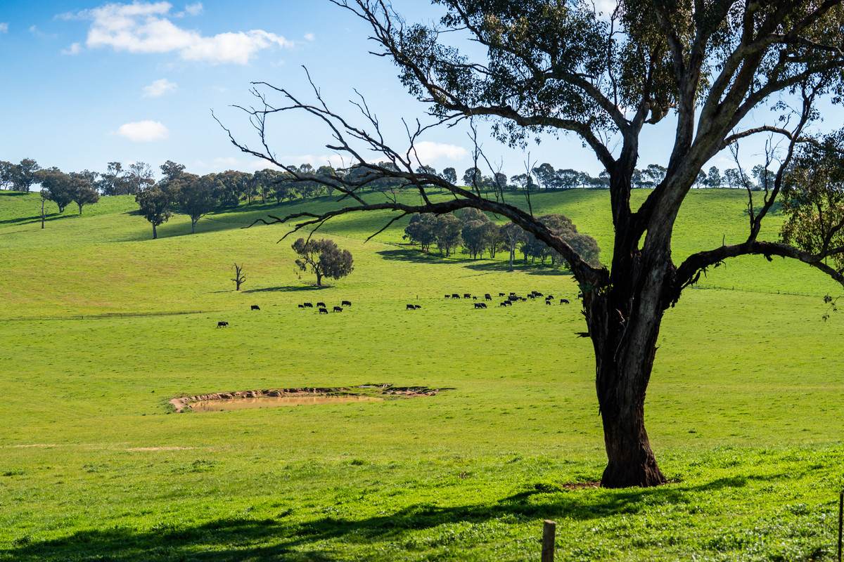295 Hovell Road, Bungowannah For Sale by Farmbuy.com - image 9