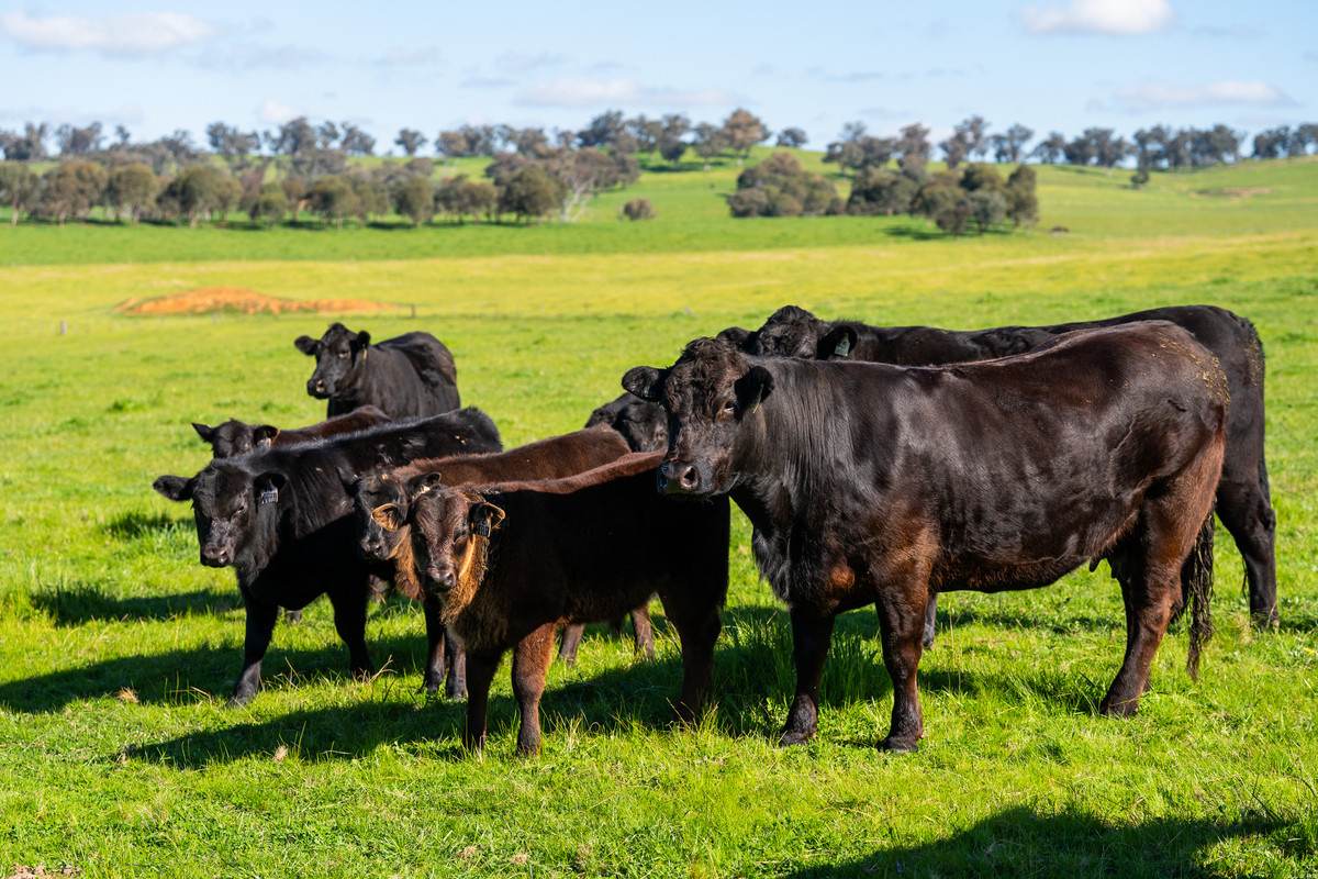 295 Hovell Road, Bungowannah For Sale by Farmbuy.com - image 3