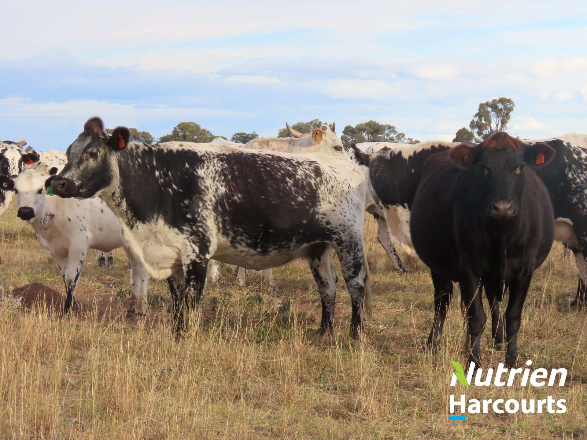 611 Red Hill Road, Chinchilla Auction by Farmbuy.com - image 14
