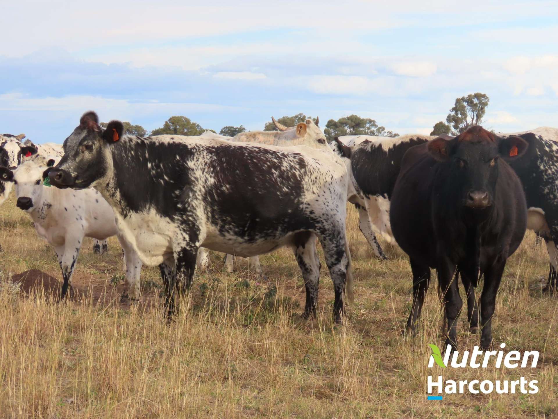 611 Red Hill Road, Chinchilla Auction by Farmbuy.com - image 14